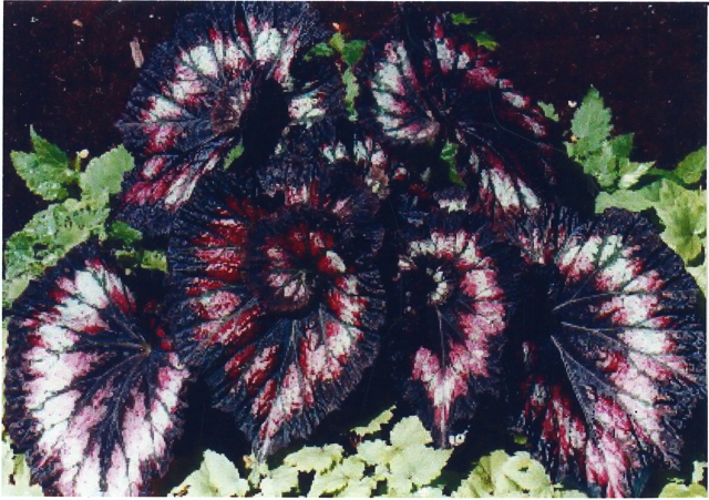 B. ‘Cherry Bright’